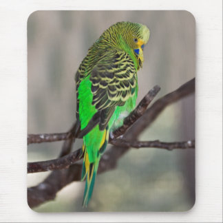 Budgie Mousemat
