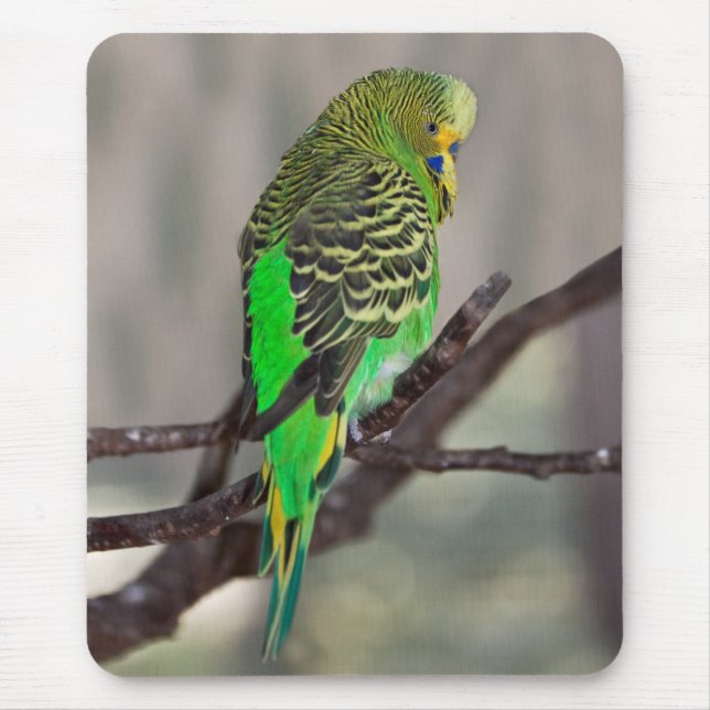 Budgie Mousemat (Front)