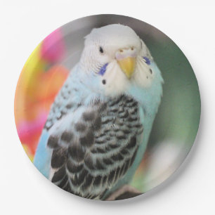 Budgie Paper Plate
