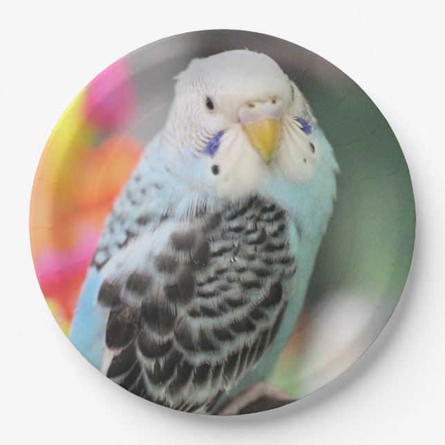 Budgie Paper Plate (Front)