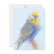Budgie Portrait No.10