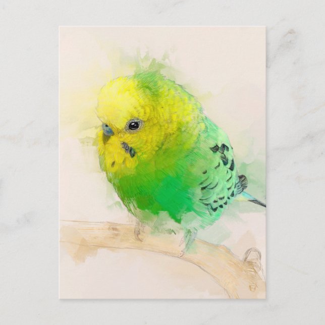 Budgie Portrait No.15 Postcard (Front)