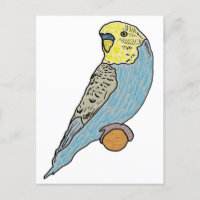 Budgie