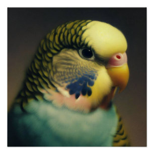 Budgie’s Serenity Poster