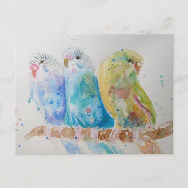 Budgie Watercolour Painting bird Budgies Aqua Teal Postcard (Front)