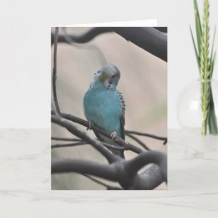 Budgie Wondering About You - Frameable Art Card