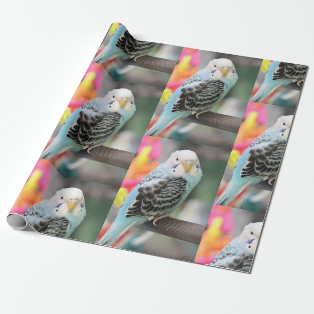 Budgie Wrapping Paper (Unrolled)