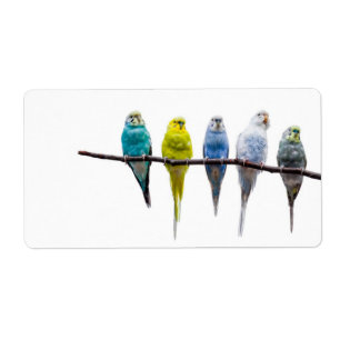 Budgies