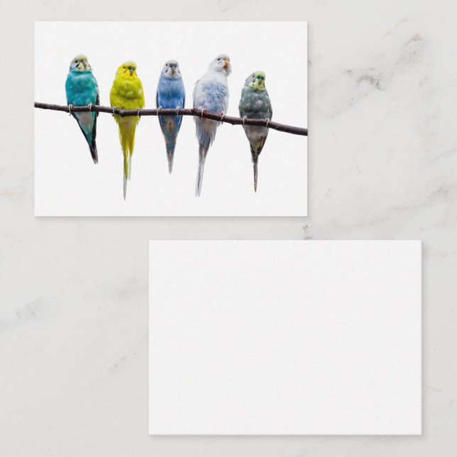 Budgies Business Card (Front/Back)