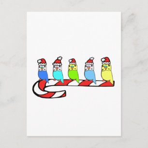 Budgies- Christmas Holiday Postcard