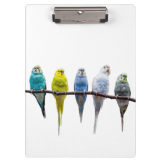Budgies Clipboard