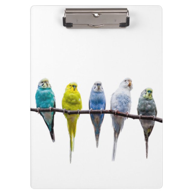 Budgies Clipboard (Front)