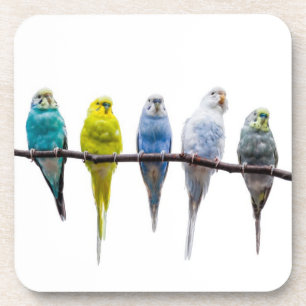 Budgies Coaster