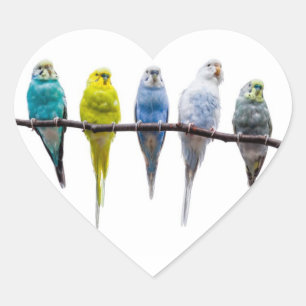 Budgies Heart Sticker