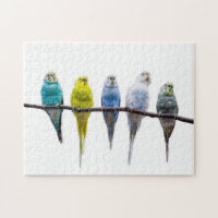 Budgies