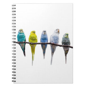 Budgies Notebook