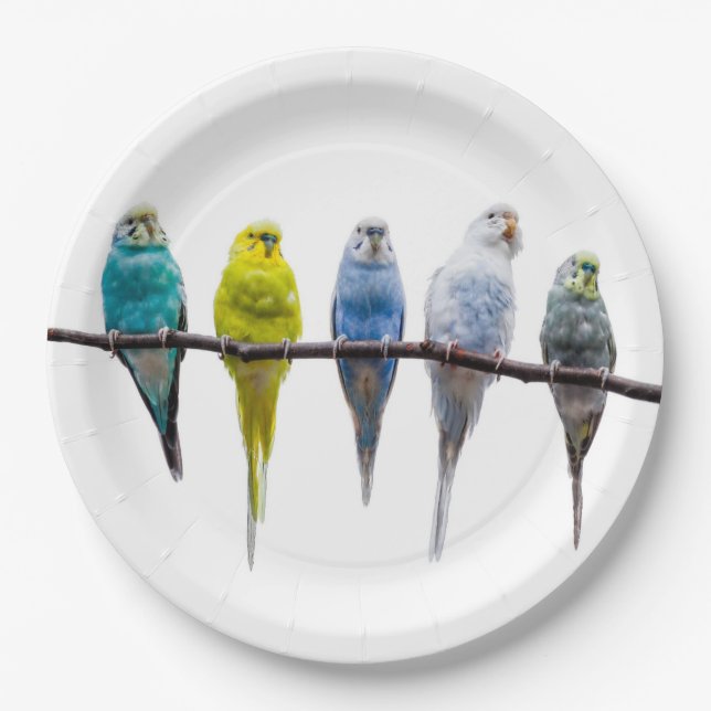 Budgies Paper Plate (Front)