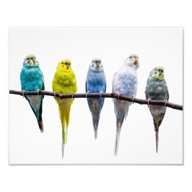 Budgies Photo Print (Front)