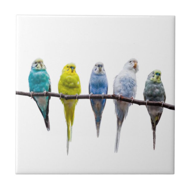 Budgies Tile (Front)