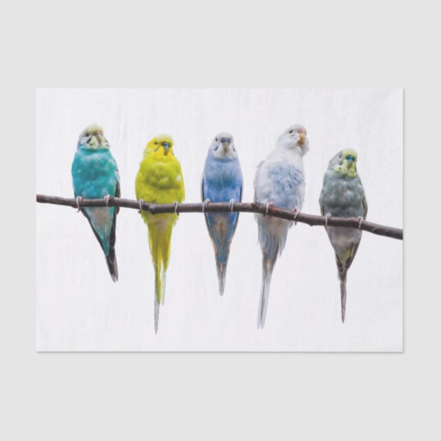Budgies Tissue Paper (Front)