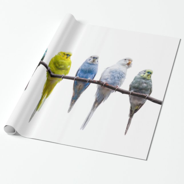 Budgies Wrapping Paper (Unrolled)