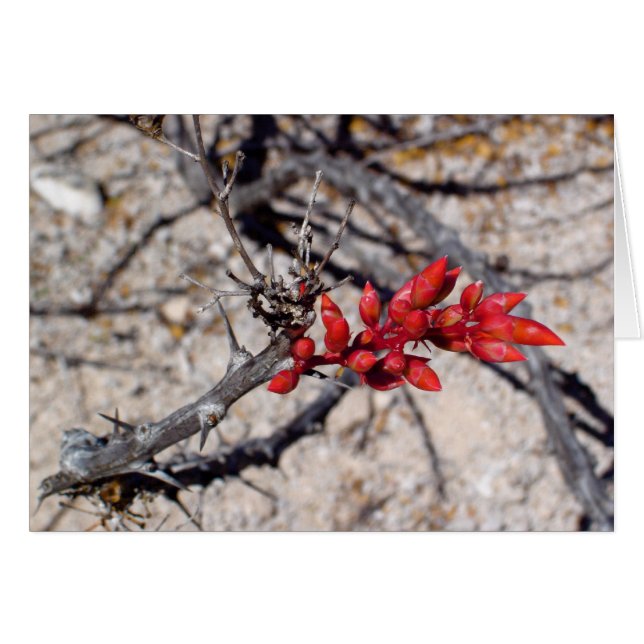 Buds (Front Horizontal)