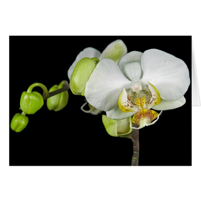 Buds And Blossoms (Front Horizontal)