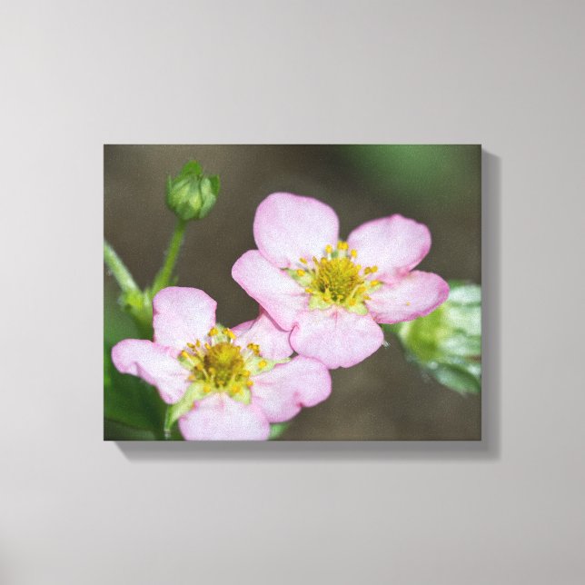 Buds in Early Spring Dogwood Canvas Print (Front)