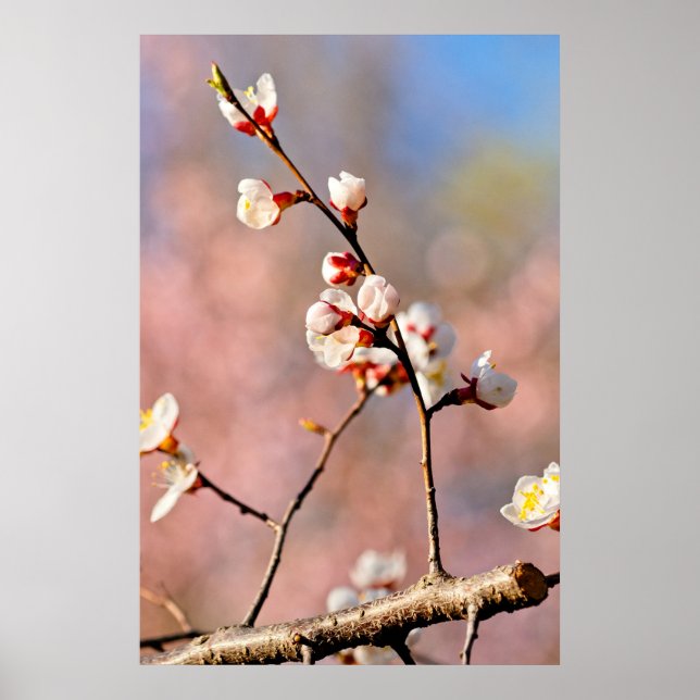 Buds Of Japanese Apricot Flowers Poster (Front)