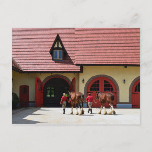 Budweiser Clydesdale Horses in New Hampshire Postcard