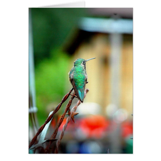 Buena Vista Colorado Hummingbird Card (Front)