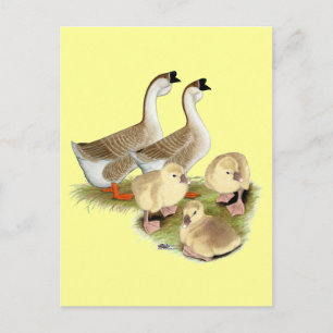 Buff African Goose Family Postcard
