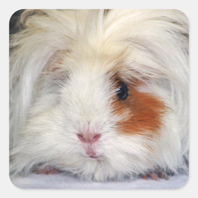 Buff and White, Lunkarya Guinea Pig Face Closeup Square Sticker (Front)