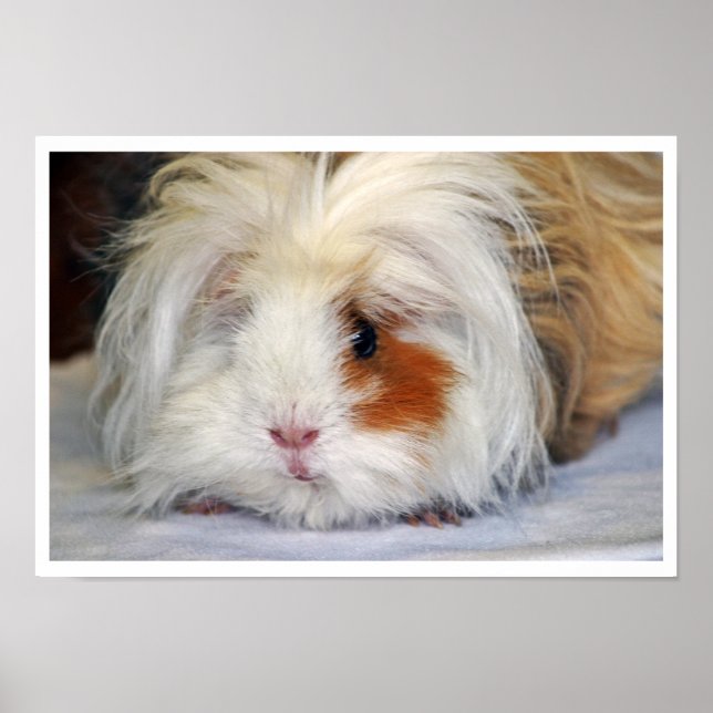 Buff and White, Lunkarya, Guinea Pig Face Poster (Front)