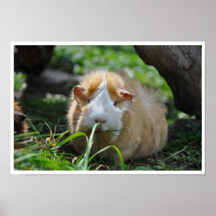 Buff and White, Rosette Guinea Pig in Grass Poster
