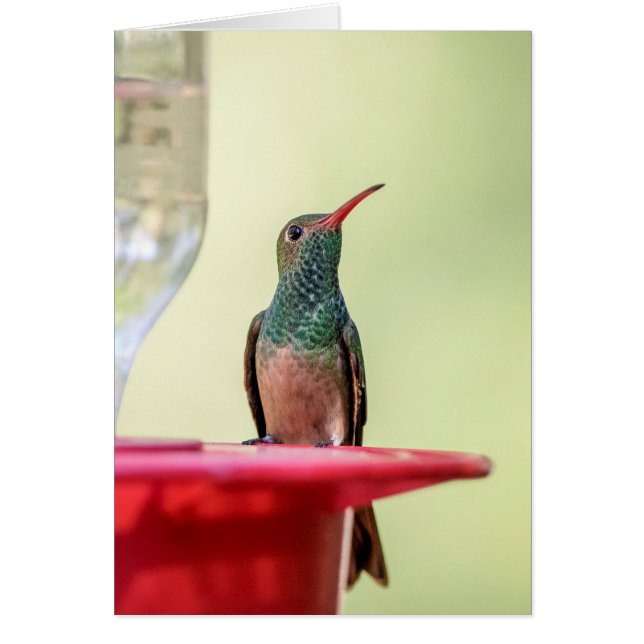 Buff-bellied hummingbird in Texas (Front)