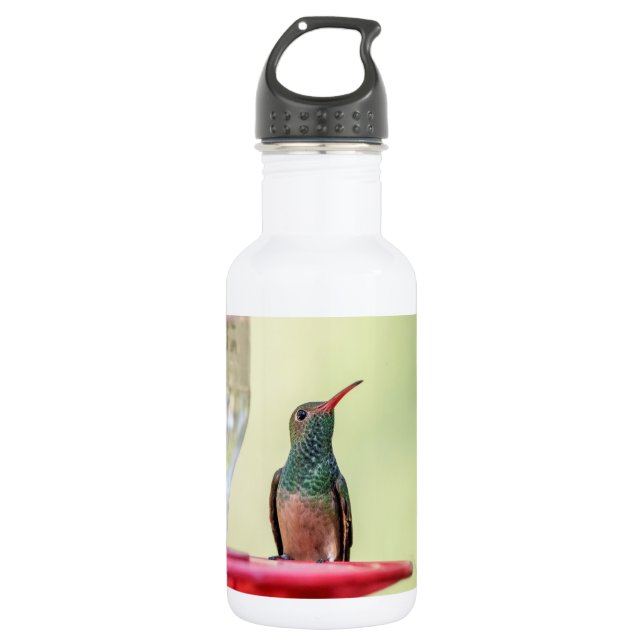 Buff-bellied hummingbird in Texas 532 Ml Water Bottle (Front)