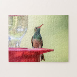 Buff-bellied hummingbird in Texas Jigsaw Puzzle