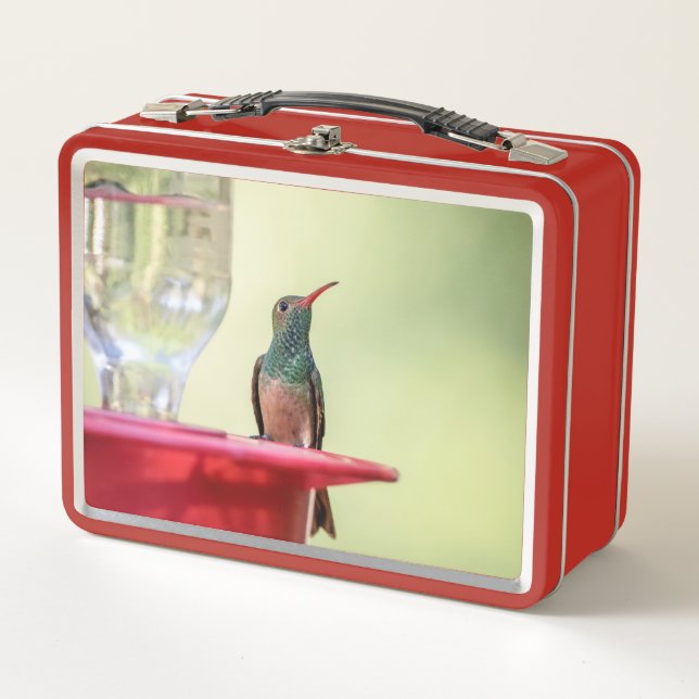 Buff-bellied hummingbird in Texas Metal Lunch Box (Front)