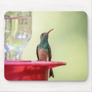 Buff-bellied hummingbird in Texas Mouse Mat