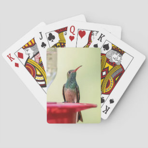 Buff-bellied hummingbird in Texas Playing Cards