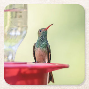 Buff-bellied hummingbird in Texas Square Paper Coaster