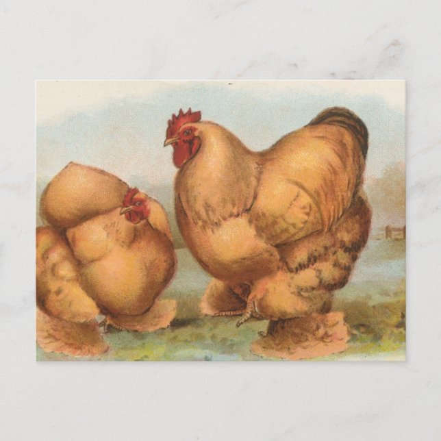 Buff Cochins Postcard (Front)