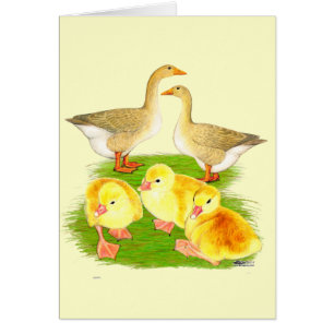 Buff Goose Family