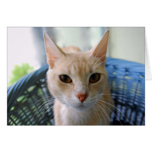 Buff Oriental Shorthair Cat
