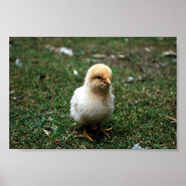 Buff Orpington Chick Poster (Front)