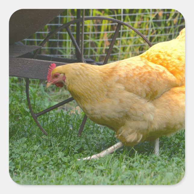 Buff Orpington Hen Sticker (Front)