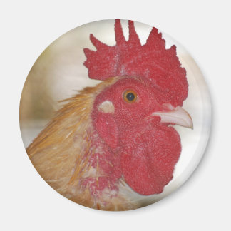 buff orpington rooster magnet