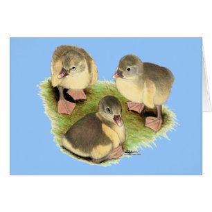Buff Pomeranian Goslings