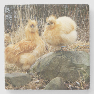 Buff Silkie Chickens Coaster